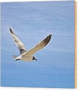 Seagull In Flight Wood Print