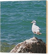 Seagull On Rock Wood Print