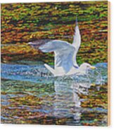 Seagull Splashdown Wood Print