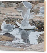 Seagull Swimming Pool - Acadia Wood Print