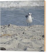 Seagulls At Fernandina 4 Wood Print