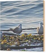 Seagulls In Victoria Bc Wood Print