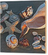 Seashells At Sunset Ii Wood Print