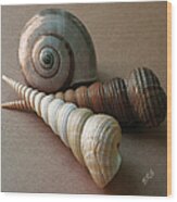 Seashells Spectacular No 29 Wood Print