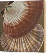 Seashells Spectacular No 53 Wood Print