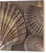 Seashells Spectacular No 7 Wood Print