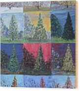 Seasons Of A Dawn Redwood - Sold Wood Print