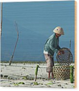 Seaweed Farmer On Nusa Lembongan, Bali Wood Print