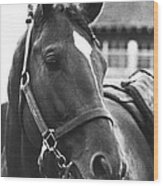 Secretariat Vintage Horse Racing #02 Wood Print