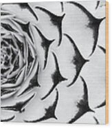 Sempervivum Pattern Monochrome Wood Print