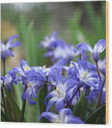 Send Flowers Fine Art Print Sweet Squill By Penny Hunt Floral Macro Wood Print