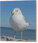 Ring-nosed Gull Wood Print