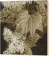 Sepia Flower Vine Wood Print