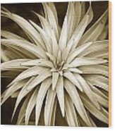 Sepia Plant Spiral Wood Print