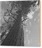 Sequoia Tree Wood Print