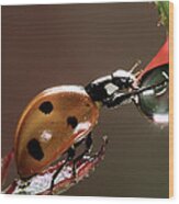 Seven-spotted Ladybird Drinking Wood Print