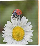 Seven-spotted Ladybird On Common Daisy Wood Print