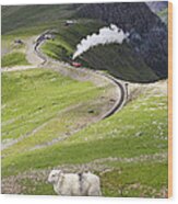 Sheep And Mountain Railway Wood Print