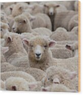 Sheep Herd In New Zealand 2 Wood Print