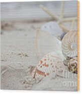 Shells On The Sand Photo Print Wood Print