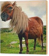 Shetland Pony Wood Print