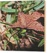 Shield Bug Wood Print