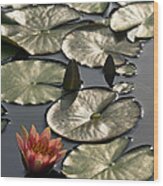 Shimmering Lily Pads Wood Print