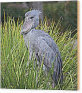 Shoebill Wood Print