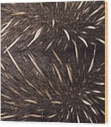 Short-beaked Echidna Spines  Australia Wood Print