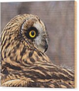 Short-eared Owl 1 Wood Print