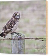 Short Eared Owl Boundary Bay Wood Print