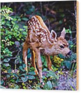 Shy Fawn Wood Print