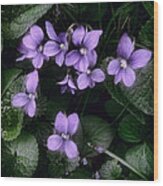 Shy Violets Wood Print