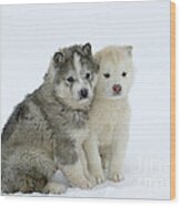 Siberian Husky Puppies Wood Print