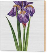 Siberian Iris Ii - Iris Sibirica Wood Print