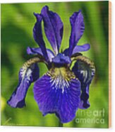 Siberian Iris Wood Print