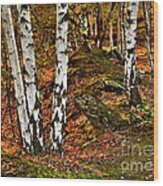 Silver Birch Tree Canvas Wood Print