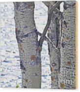 Silver Birch Trees At A Sunny Lake Wood Print
