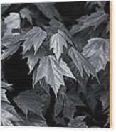 Silver Maple Wood Print