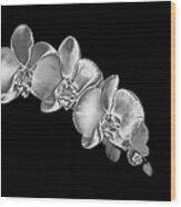 Silver Phaelenopsis Orchid On A Black Wood Print