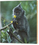 Silvered Leaf Monkey Eating Flowers Wood Print