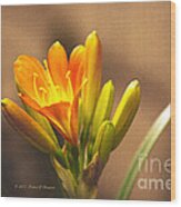 Single Kaffir Lily Bloom Wood Print