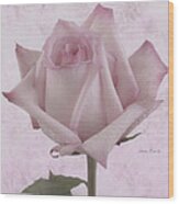 Single Pink Rose Blossom Wood Print