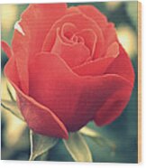 Single Red Rose Wood Print