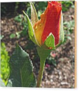 Single Rose Bud Wood Print