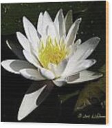 Single Water Lily Wood Print