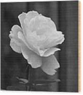 Single White Rose Wood Print