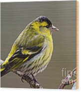 Siskin Male Wood Print