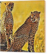 Sister Cheetahs Wood Print