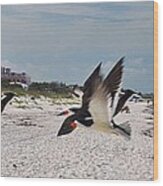 Black Skimmers At Don Cesar Wood Print